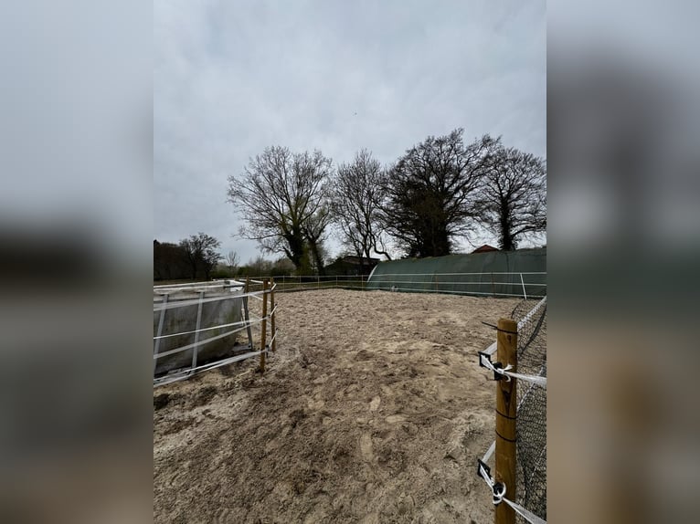 2 paddockplaatsen beschikbaar voor hengsten, onmiddellijk beschikbaar