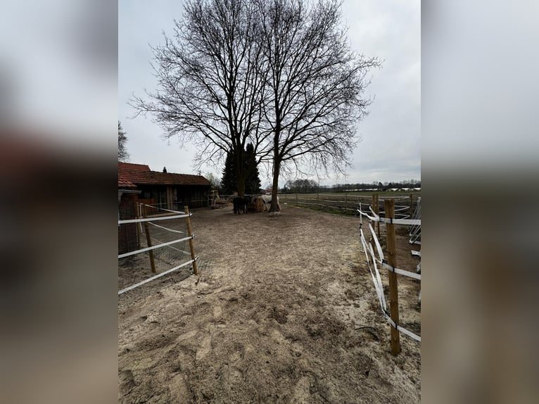 2 paddockplaatsen beschikbaar voor hengsten, onmiddellijk beschikbaar