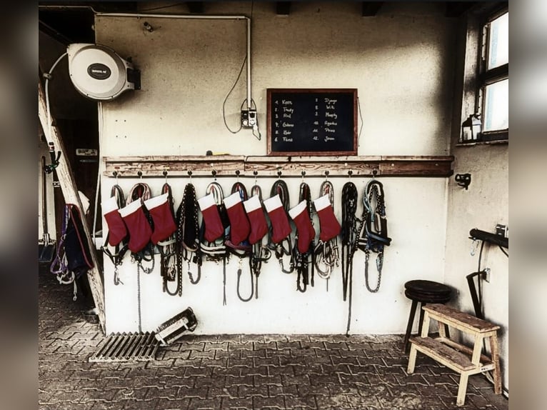 2 paddockplaatsen voor paarden met allergieën of pensionpaarden (ruinen)