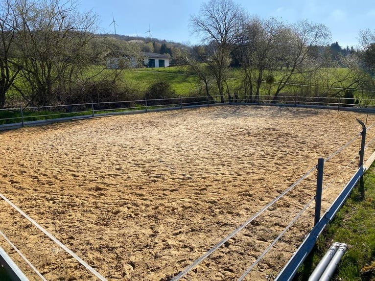 2 paddockplaatsen voor paarden met allergieën of pensionpaarden (ruinen)