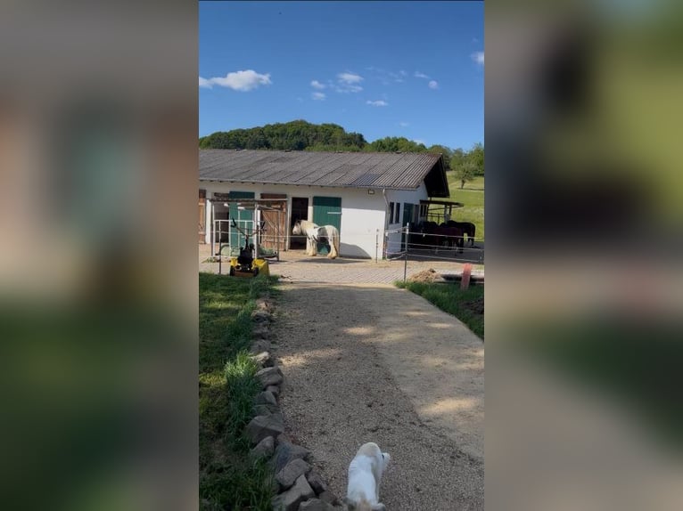 2 paddockplaatsen voor paarden met allergieën of pensionpaarden (ruinen)