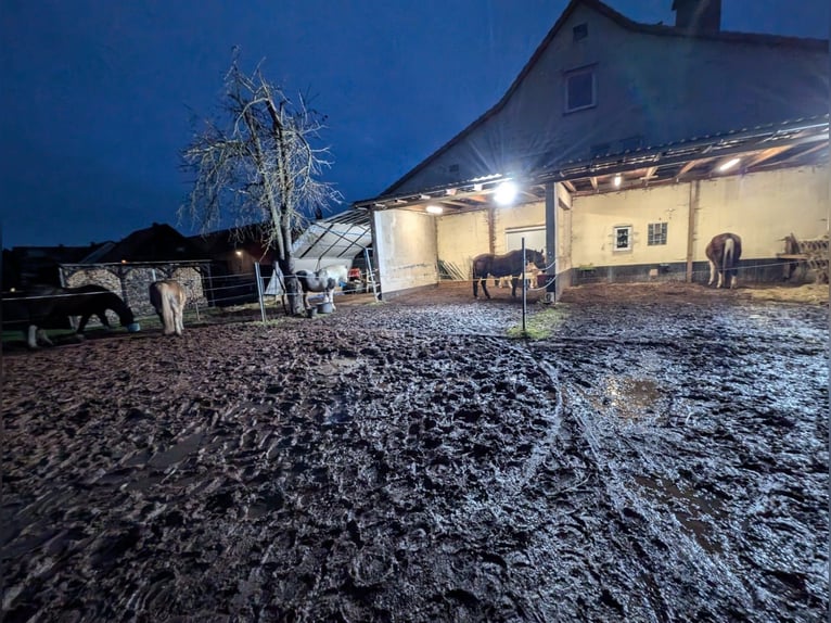 2 Plätze im Offenstall frei , Dorste 