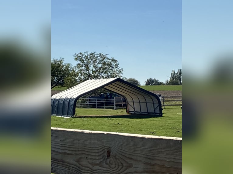 2 vrijplaatsen in de paddock - 24/7 weidegang - individuele voedering - 97516 Oberschwarzach