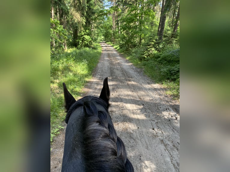 2 vrijplaatsen in de paddock beschikbaar