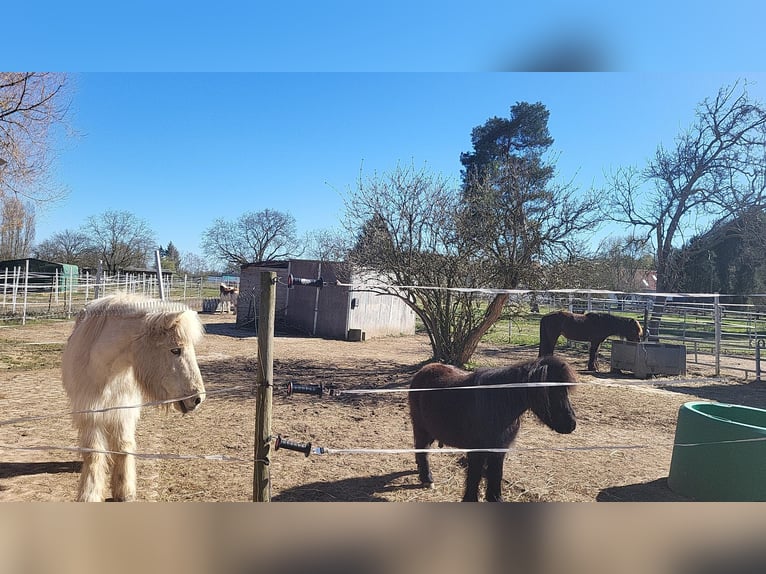 Allergievriendelijke stalling beschikbaar voor een ruin in ponyformaat