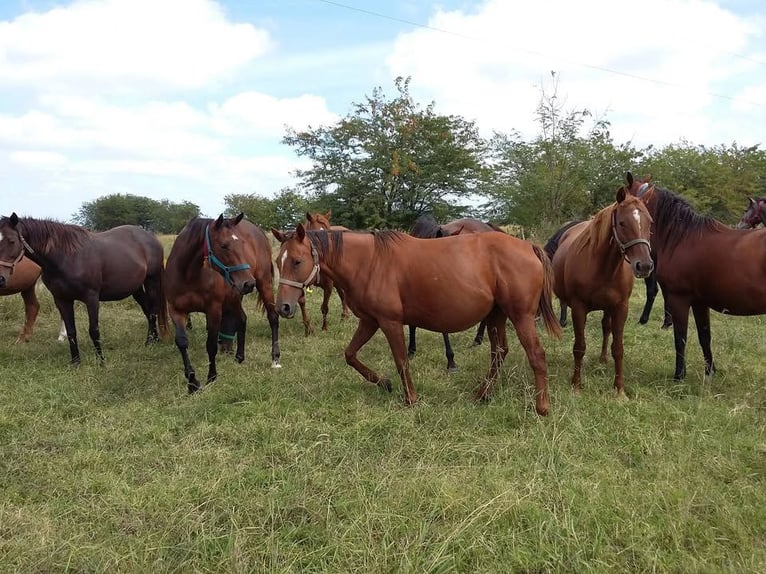 Argentina. Cría de caballos por encargo, desde la fecundación hasta potrillo.