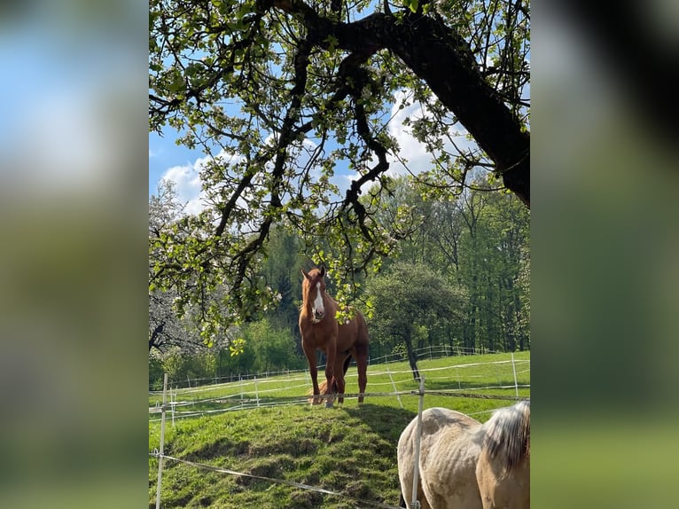 Beschikbaar stallingplaatsen