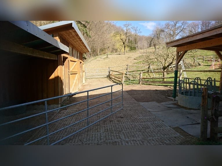 Beschikbaar stallingplaatsen