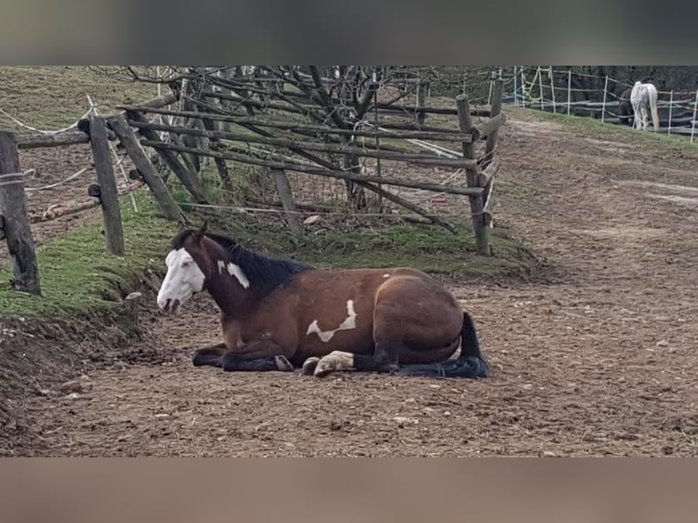 Beschikbaar stallingplaatsen