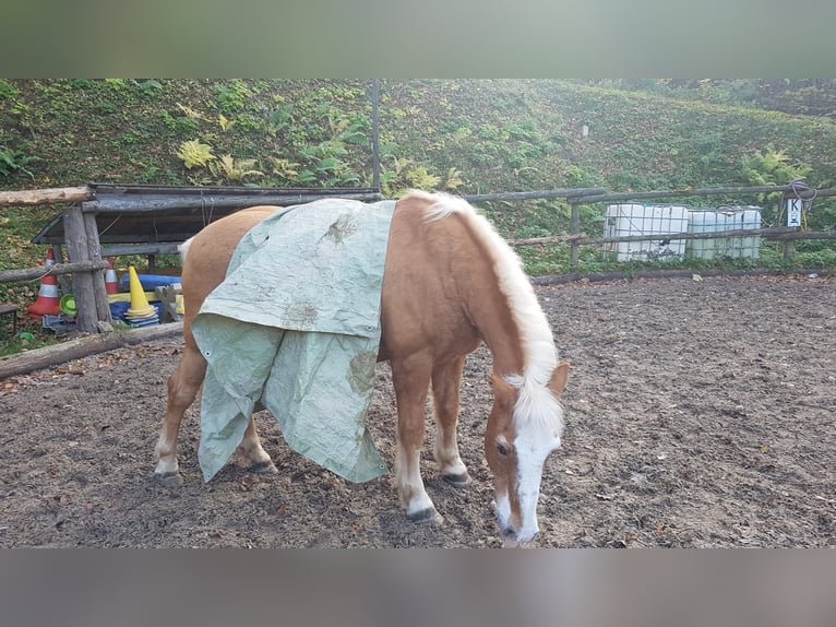 Beschikbaar stallingplaatsen