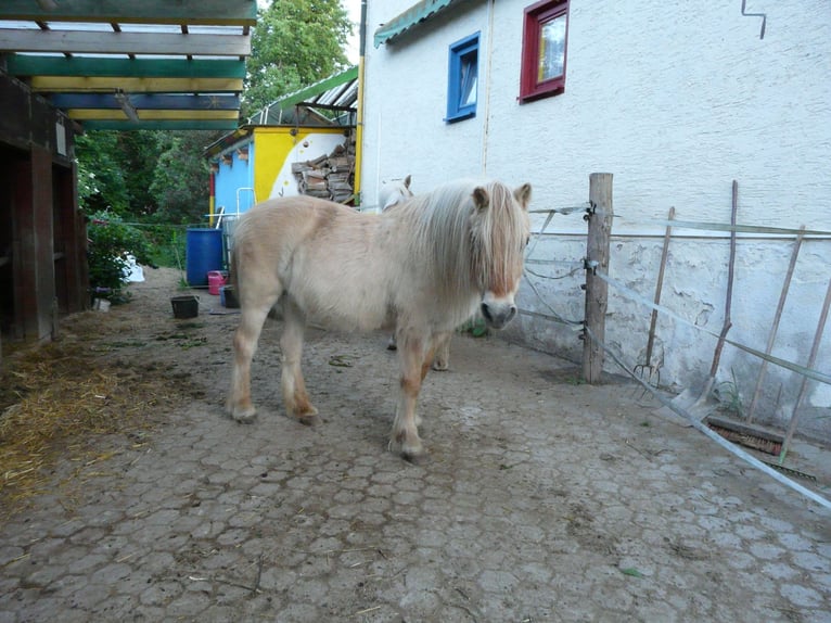 Bied ruimte voor jouw paard, paddock, pension, vrijstal, stal vrij, weide