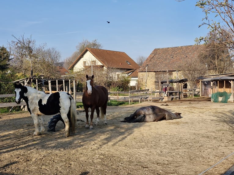 Dicht bij Wenen, privé paddockplaats beschikbaar