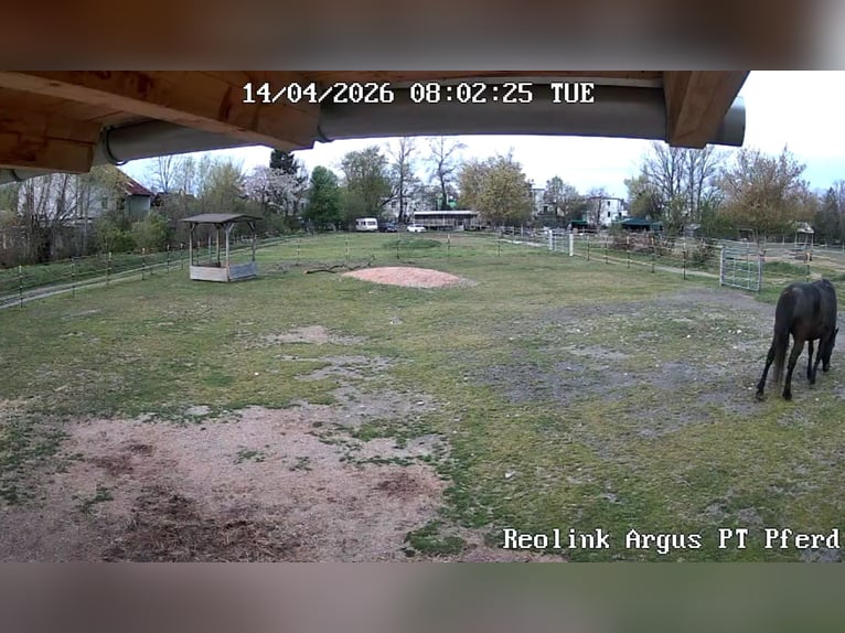 ...een plek voor jouw merrie...