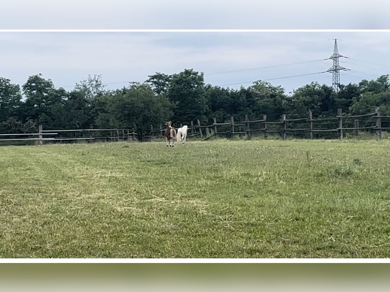 Einstellplatz im Offenstall