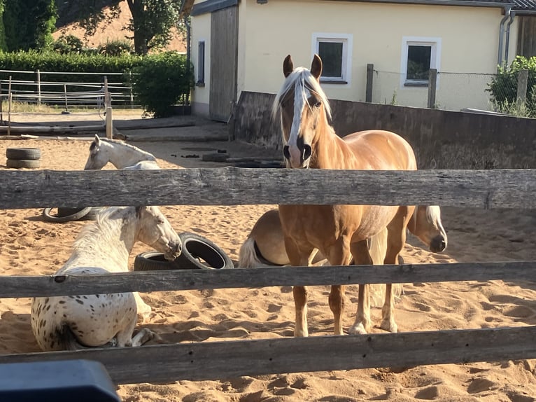 Einstellplatz Offenstall Stallplatz Wallach Aktivstall Pony, Rehe