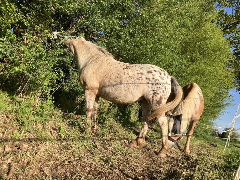 Einstellplatz Offenstall Stallplatz Wallach Aktivstall Pony, Rehe