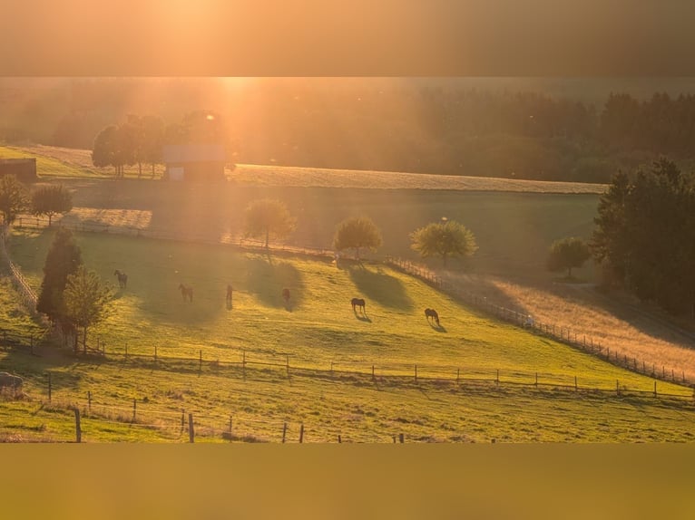 Gezinsvriendelijke open stal in een mooi Eifel-landschap, geschikt voor recreatie-, pension- en verz