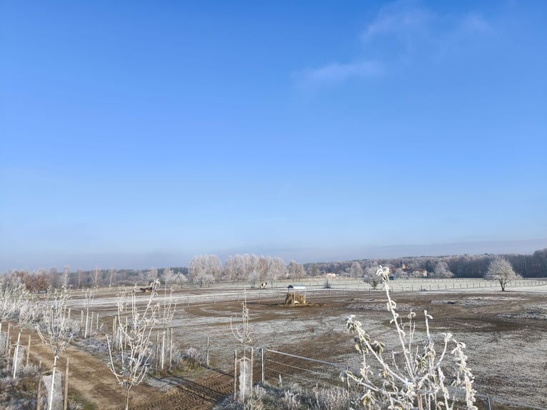 Grote, ruime paddock met volledige verzorging