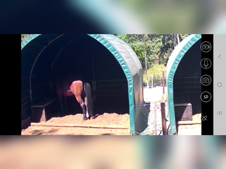 Haltergemeinschaft - open stables