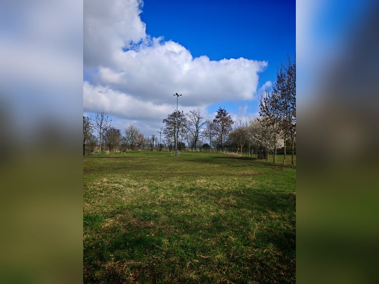 Idyllische pensionstalling / vrije uitloopstal beschikbaar