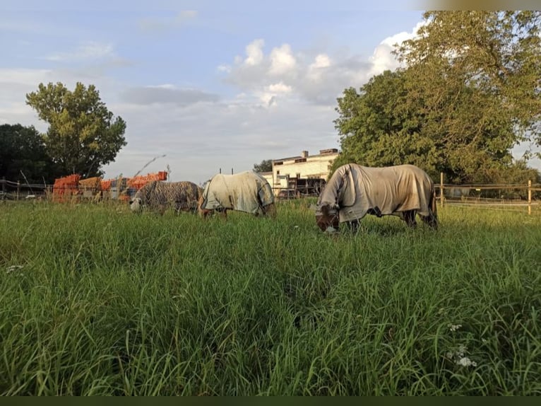 IJslandse pony's in paddockstal - zelfvoorzienend - geschikt voor allergiegevoelige personen en reeë