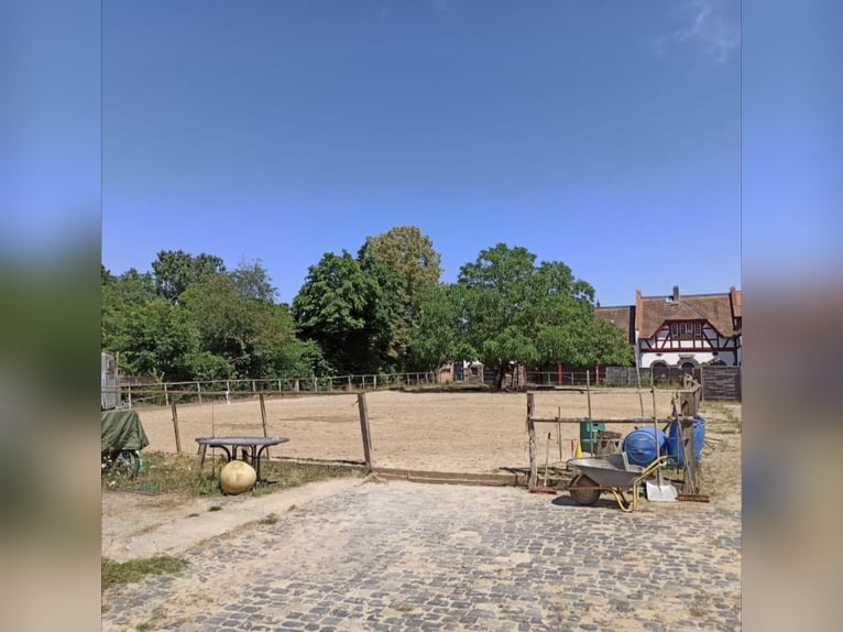 IJslandse pony's in paddockstal - zelfvoorzienend - geschikt voor allergiegevoelige personen en reeë