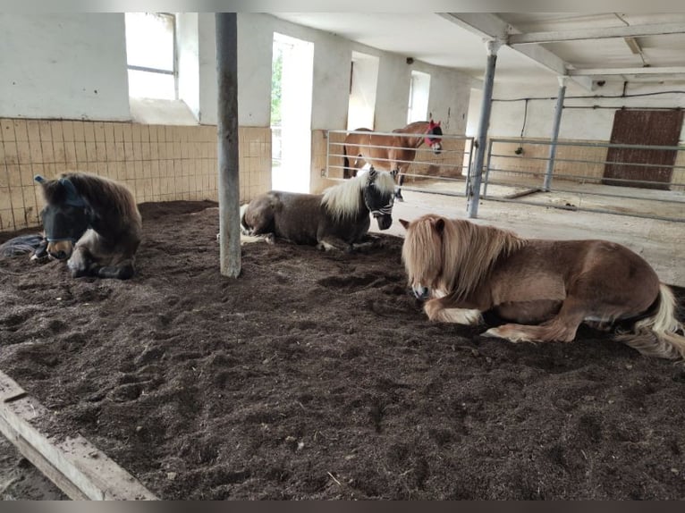 IJslandse pony's in paddockstal - zelfvoorzienend - geschikt voor allergiegevoelige personen en reeë