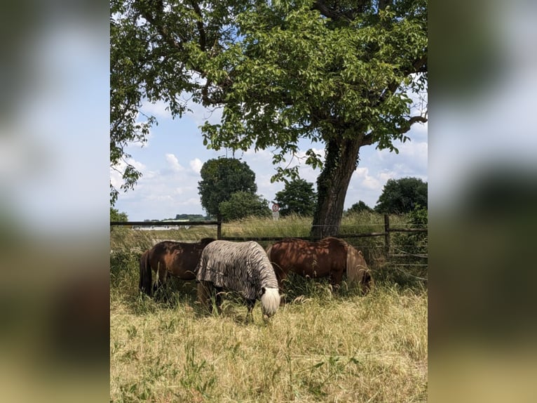 IJslandse pony's in paddockstal - zelfvoorzienend - geschikt voor allergiegevoelige personen en reeë