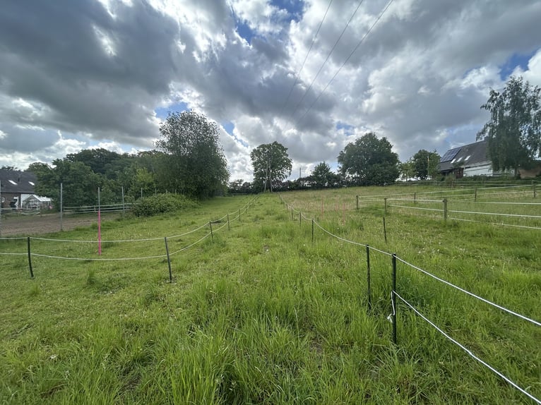 Kleine openstal met hart heeft ruimte voor een ruin-vriend of geschikt voor allergieën of senioren