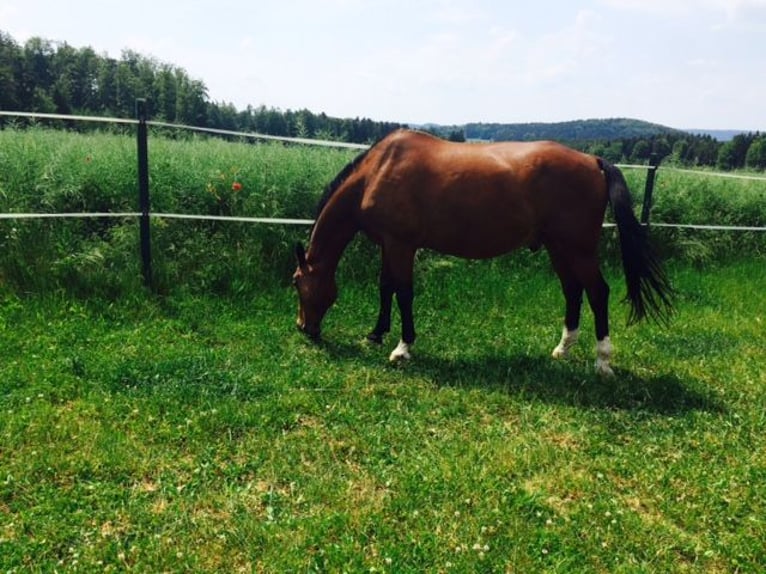 Little Peace Ranch heeft nog plek voor jouw viervoeter.