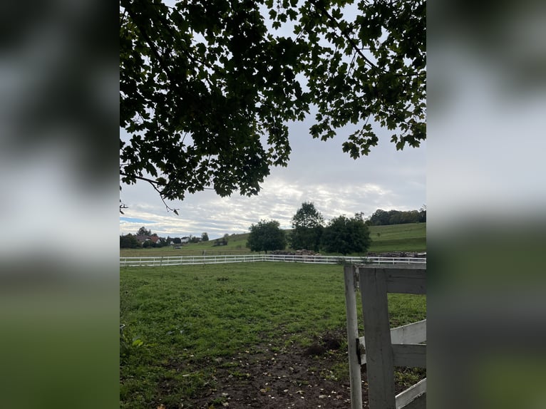 Mooi open stal voor hengsten