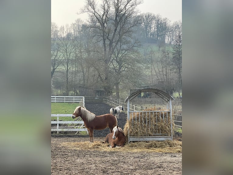 Mooi open stal voor hengsten