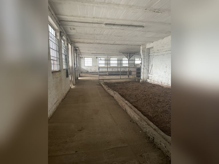 Mooi open stal voor hengsten