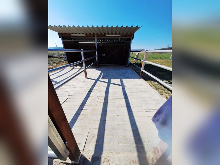 Mooie open stallen en paddockboxen beschikbaar