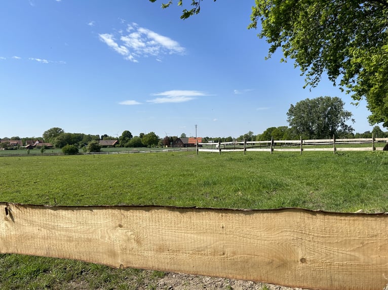 Mooie open stalplaats beschikbaar voor een allergievriendelijk paard