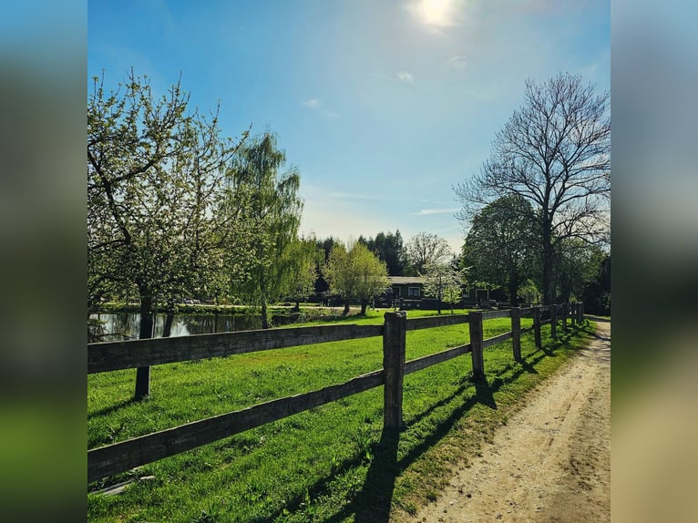 Nieuwe paddockruimte