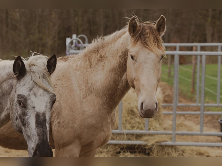 Noch ein Platz verfügbar.  Wenn dein Luxus Wald, Ruhe und gesunde Pferde sind, dann könnte das hier 