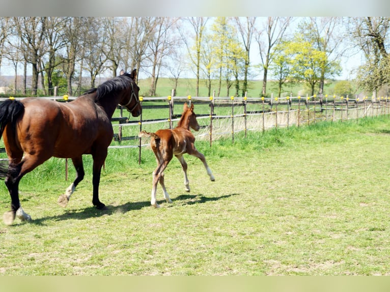 Offenstall für Rentner/Rekonvaleszens/Freizeitpferde