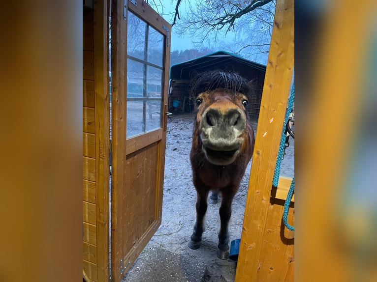 Offenstall / Paddock/ Isländer Stute /Pony