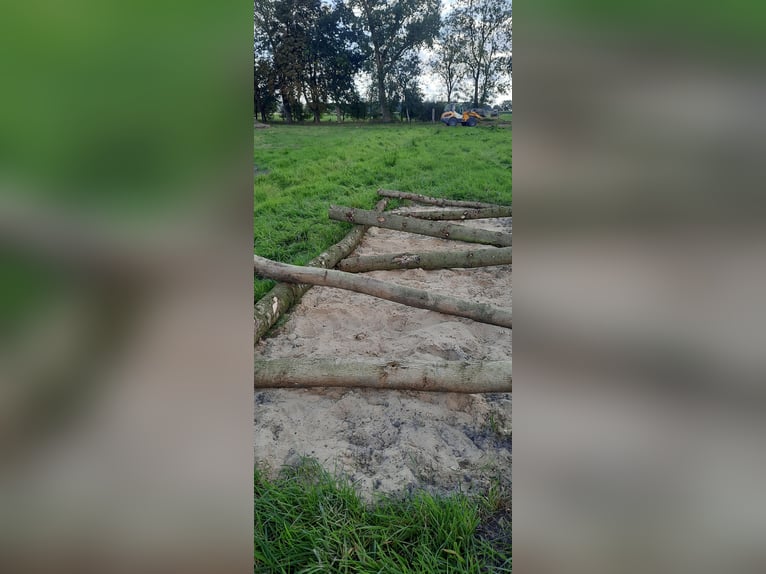 Offenstall/ Paddocktrail