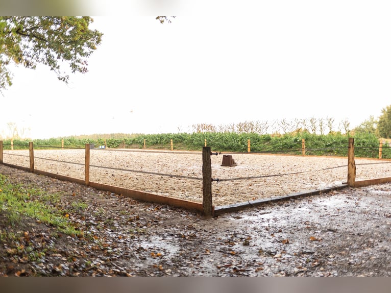 Offenstall/ Paddocktrail