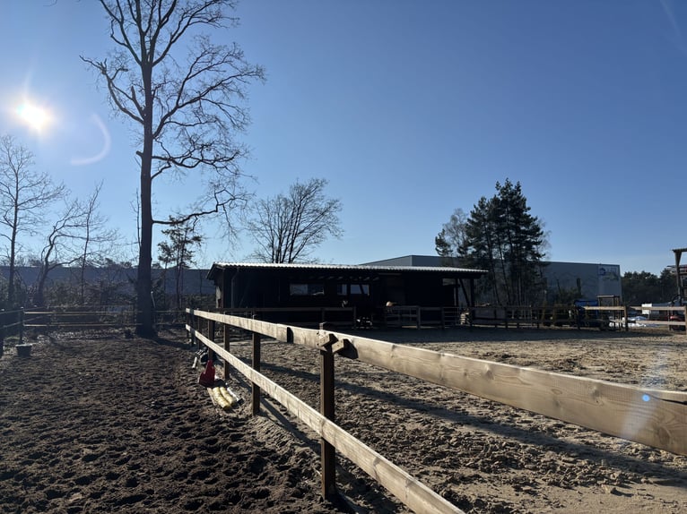 Offenstall Selbstversorger zur Miete für dich ganz alleine