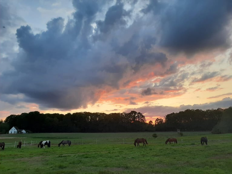 Offenstallplätze für Pferde frei, Belm bei Osnabrück