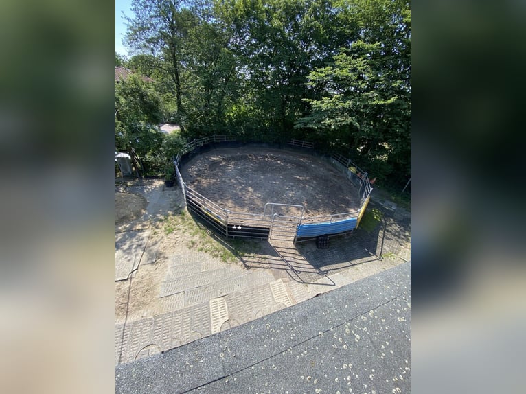 Offenstallplätze in Anderten frei, bis 1,58 m, ab Juni