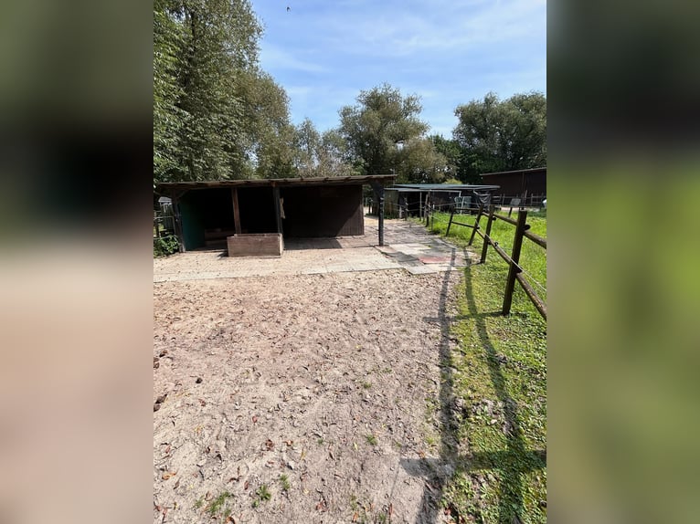 Offenstallplätze in Anderten frei, bis 1,58 m, ab Juni