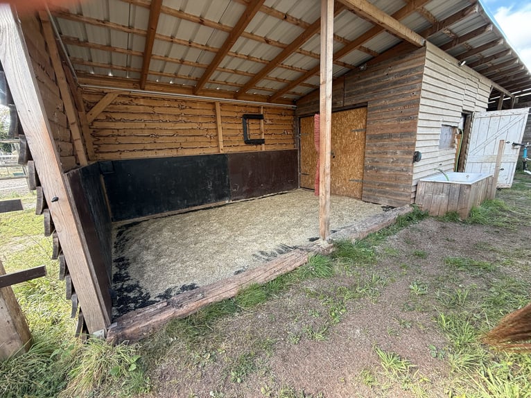 Offenstallplatz / Aktivstall in privater kleiner Stallgemeinschaft