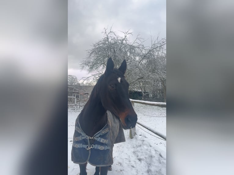 Offenstallplatz für Beistellpferd - KOSTENLOS