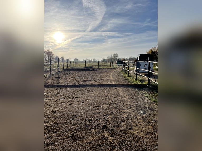 Offenstallplatz für Stute (bis 1.60m)