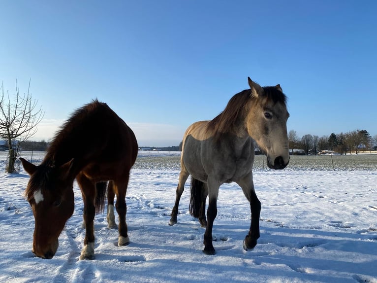 Offenstallplatz für Stute