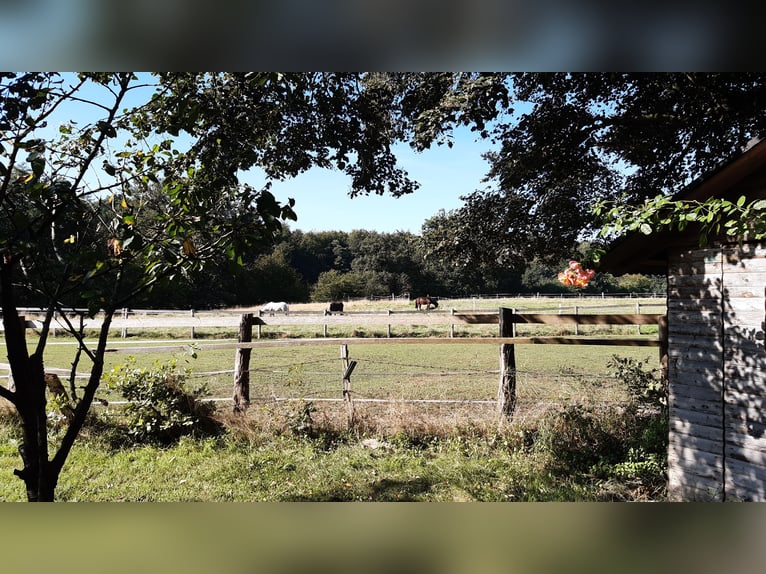 Offenstallplatz für Stuten frei